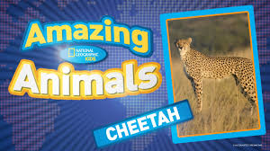 Looking for interesting facts about the white house? Cheetah National Geographic Kids