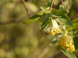 Image result for Gnidia glauca