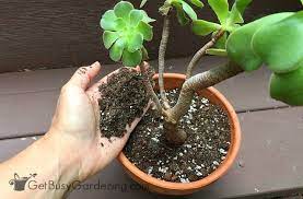 Commercial succulent and cactus soil mix (click here to check this soil on amazon) are perfect for these plants. How To Make Your Own Succulent Soil With Recipe Get Busy Gardening