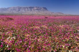 Death valley's sand dunes covered by a spectacular floral display thanks to historic rainfall. Atacama Desert Blooming Flowers Of Desierto Florido In Chile National Parks Death Valley National Park Mount Rainier National Park