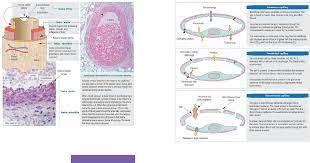 Https Www Studocu Com Ec Document Universidad Central Del Ecuador Patologia General Otros B Pathologic Basis Of Veterinary Disease Mc Gavin Zachary 2007 Pdf 6512420 View