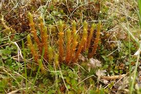 Image result for Huperzia afromontana