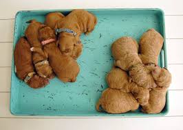 Euro goldendoodles is a top english 'teddybear' goldendoodle breeder. Goldendoodle Puppies For Sale Burlington Doodles Of Nc