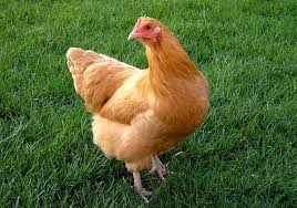 The orpington is a british breed of chicken. Top 5 Best Kid Friendly Chicken Breeds As Pets My Chicken Coop Buff Orpington Chickens Chickens Chicken Breeds