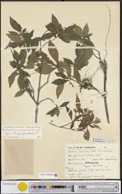 Image result for Trachyphrynium braunianum