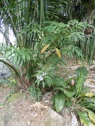 Image result for Panicum graciliflorum