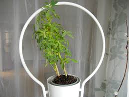 We did not find results for: Ikea Diy Vertical Garden Plant Stand Inhabitat Green Design Innovation Architecture Green Building