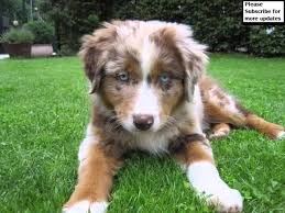 Each puppy come with a docked tail (if you do not want a docked tail please contact us before a litter is born), a.s.d.r. Australian Shepherd Red Merle Mini Collection Of Pictures Australian Shepherd Red Merle Mini Dogs Youtube