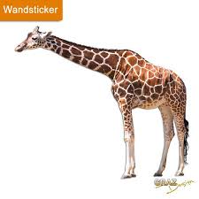 Wandtattoo Wandsticker 641053 Wandtattoo Tiere Giraffe Zoo Ein Designerstuck Wandtattoo Tiere Giraffe Wandtattoo