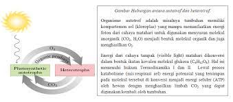 Lebih jauh pada beberapa tumbuhan, nadh digunakan untuk menimbun senyawa lain bila o2 terbatas jadi, ppp dapat dianggap rute alternatif menuju senyawa yang akan dirombak oleh glikolisis. Metabolisme Bio Nature