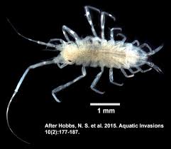 Image result for Osyridicarpos