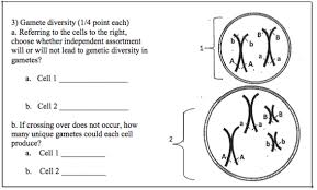 From ancient greek γαμετή (gametḗ, wife), γαμέτης (gamétēs, husband), ultimately from γάμος (gámos, marriage). Solved 3 Gamete Diversity 1 4 Point Each A Referring Chegg Com