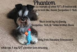 Black And Silver Miniature Schnauzer Black And Silver Phantom Champion Pedigree Miniature Schnauzer Puppies Miniature Schnauzer Phantom