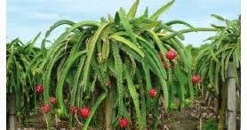 Pada bagian pendahuluan dimuat pandangan isi pada teks eksposisi berisi uraian pokok dan pengembangan pada tesis sebelumnya. Contoh Soal Menentukan Ide Pokok Dalam Kutipan Teks Prosedur Pelajaran Bahasa Indonesia Di Jari Kamu