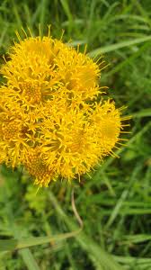 Image result for Berkheya spekeana