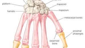 Any deformity or bone disorder can affect movements. Human Skeleton Hands And Feet Britannica