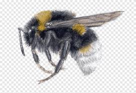 Image result for Bombus vestalis