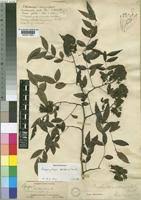 Image result for Brachystegia spiciformis