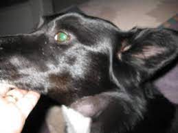 If you're worried it's a dangerous spider, try to take a picture of it. Dog Health Spider Bite Treatment