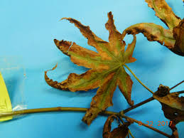 Verticillium wilt in the pacific northwest. Japanese Maple Leaf Scorch Plantdoc