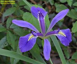 Image result for Aeollanthus breviflorus