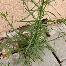 Image result for Erigeron bonariensis