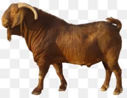 Kata surabaya (bahasa jawa kuno: Sate Kambing Png And Sate Kambing Transparent Clipart Free Download Cleanpng Kisspng