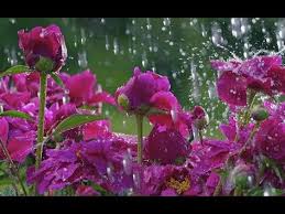 музыка из фильма мой ласковый и нежный зверь слушать 1 Dozhd Frank Duval Krasivaya Muzyka Youtube V 2020 G Mirovaya Muzyka Muzyka Dozhd