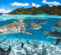 Incredible Underwater Photography Award Winners Ocean Creatures Ocean Animals Sea Animals