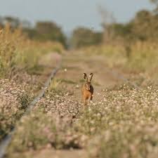 Image result for Dolichos pseudocajanus