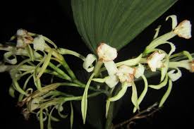 Image result for Corymborkis