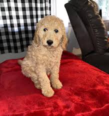 You may also check out our facebook page for daily pupdates and lots of pictures. Gorgeous Goldendoodles Home Facebook