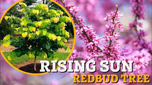 A good value especially since it's a difficult tree to find. Rising Sun Redbud Rising Sun Redbud For Sale Plantingtree Youtube