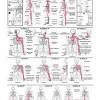 Dealing with the wear and tear tendon injury and the process of inflammation that comes with it is the best option in that case. 1