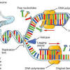 These questions can be used for the preparation of all the competitive examinations in biology / life sciences such as csir jrf net, icmr jrf, dbt. 1