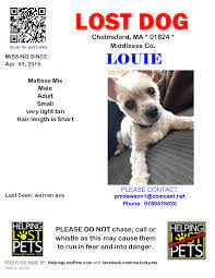 We did not find results for: Chelmsford Ma Lost Light Brown Dog Warren Ave This Is Louie He Is Friendly Was Last Seen Friday April 4 And Is S Losing A Dog Losing A Pet Brown Dog