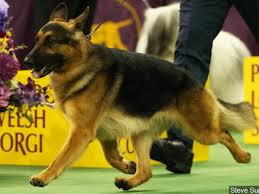 Advertise your gsd, german shepherd puppies for free. Wisconsin Dog Wins Best In Show At Westminster