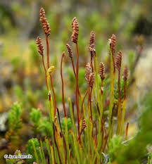 Image result for Schizaea