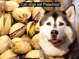 Humans have eaten pistachios for thousands of years. Can Dogs Eat Pistachios Can A Pistachio Kill A Dog Petsynse