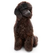 Use it in recipes and cooking, for skin and hair, in natural remedies and homemade beauty products. Miniature Poodle Dog Breed Information Temperament Health