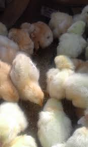 Aflati generatoarea, volumul si aria totala.generatoarea, volumul si aria totala. Sectiunea Axiala A Unui Cilindru Circular Drept Este Un Dreptunghi Cu Dimensiunile Proportionale Cu Brainly Ro