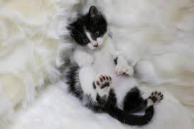 These cats are descended from a polydactyl cat gifted to the famous writer by a ship captain. Intriguing Facts About Polydactyl Cats Pethelpful
