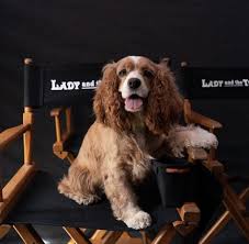 Disney Shares Behind The Scenes Look At Lady And The Tramp Prospective Pixie Dust Lady And The Tramp Disney Live Action Disney Shares
