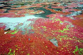 Image result for Azolla