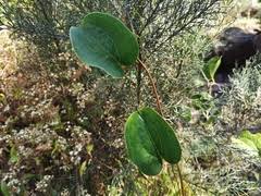 Image result for Smilax anceps