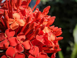 Image result for Ixora narcissodora