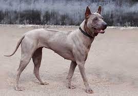Maybe you would like to learn more about one of these? Thai Ridgeback Info Temperament And Personality Puppies Pictures Video