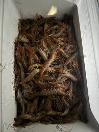 Image result for Volusia amboinensis