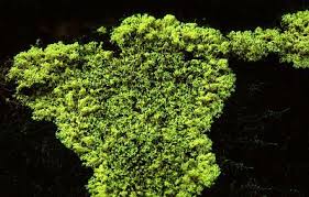 As you wonder how to get rid of mildew, you have to remember that any carpeting you have in your house is the greatest challenge to once this is done, you have to work at keeping your home as dry as possible to prevent future mold regrowth and once again wondering about how to get rid of mold. Fuligo Septica The Dog Vomit Slime Mold Tom Volk S Fungus Of The Month For June 1999