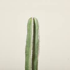 Image result for Lophocereus marginatus